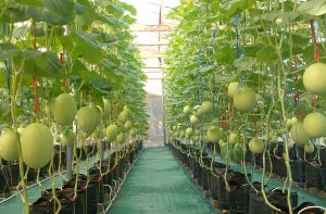 harga melon 1 biji