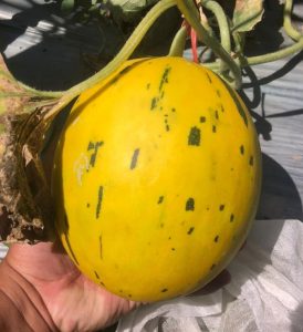 harga melon premium Tuban