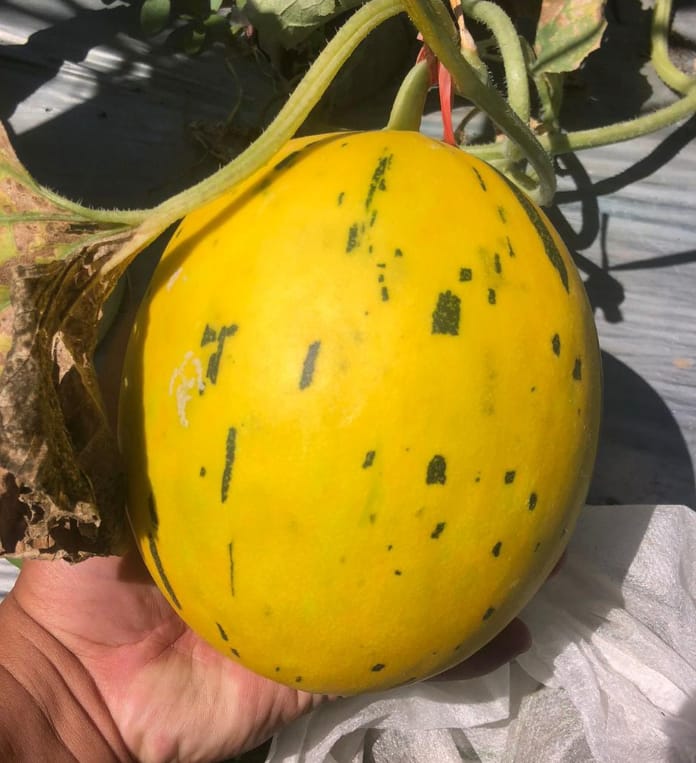 harga melon premium Tuban