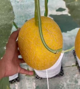 Harga Melon 1 Kg di Pasar