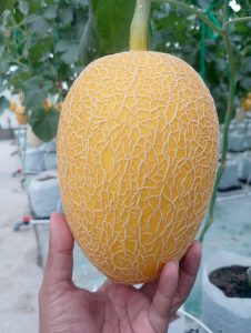 harga melon premium Bojonegoro l