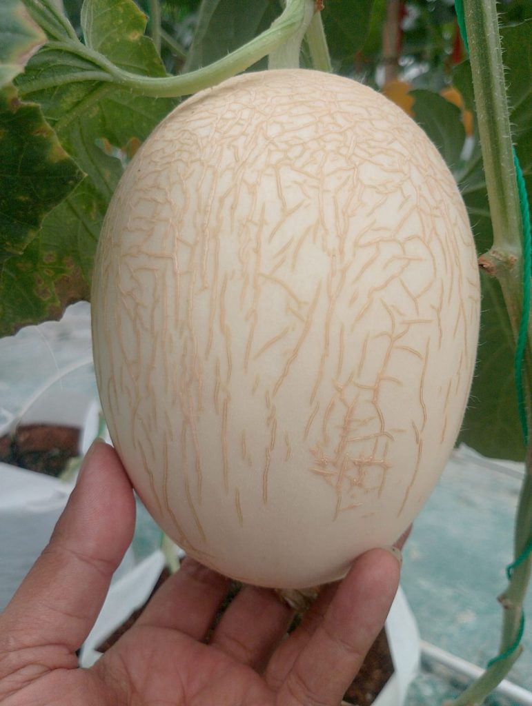 harga melon premium Trenggalek