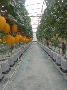 harga melon premium Blitar