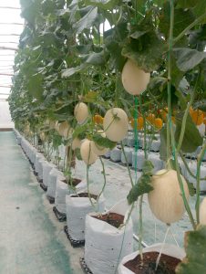 harga melon premium Nganjuk