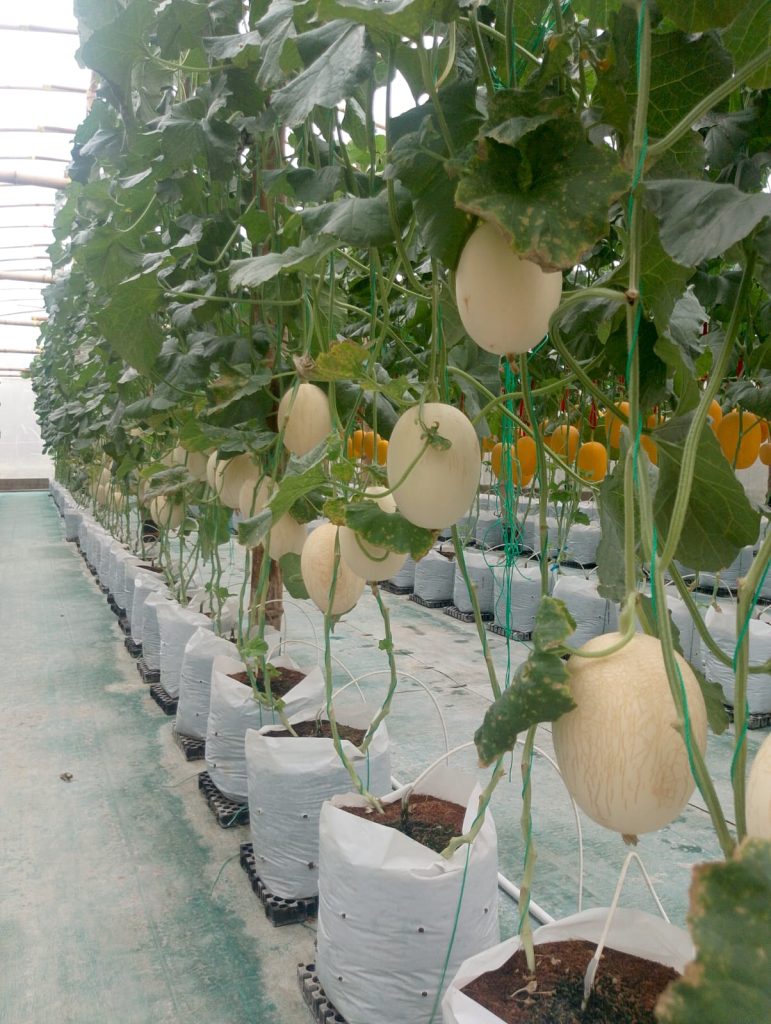 harga melon premium Nganjuk