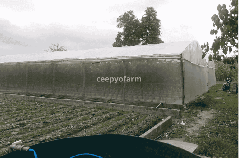 Portofolio ceepyo 8