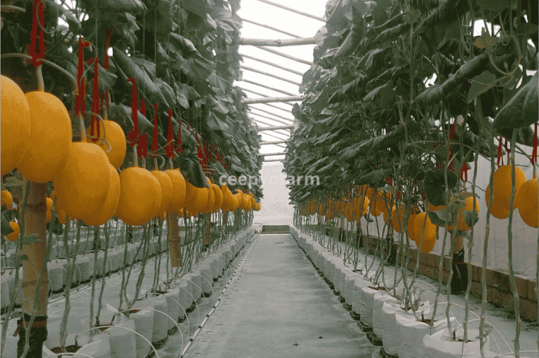 harga melon premium gresik