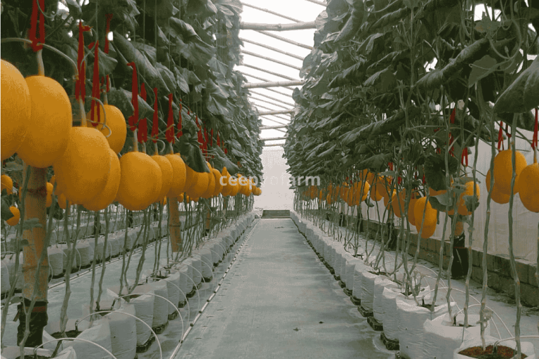 harga melon premium