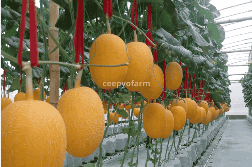 harga melon premium Jombang