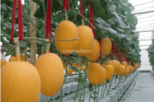 harga melon premium Jombang