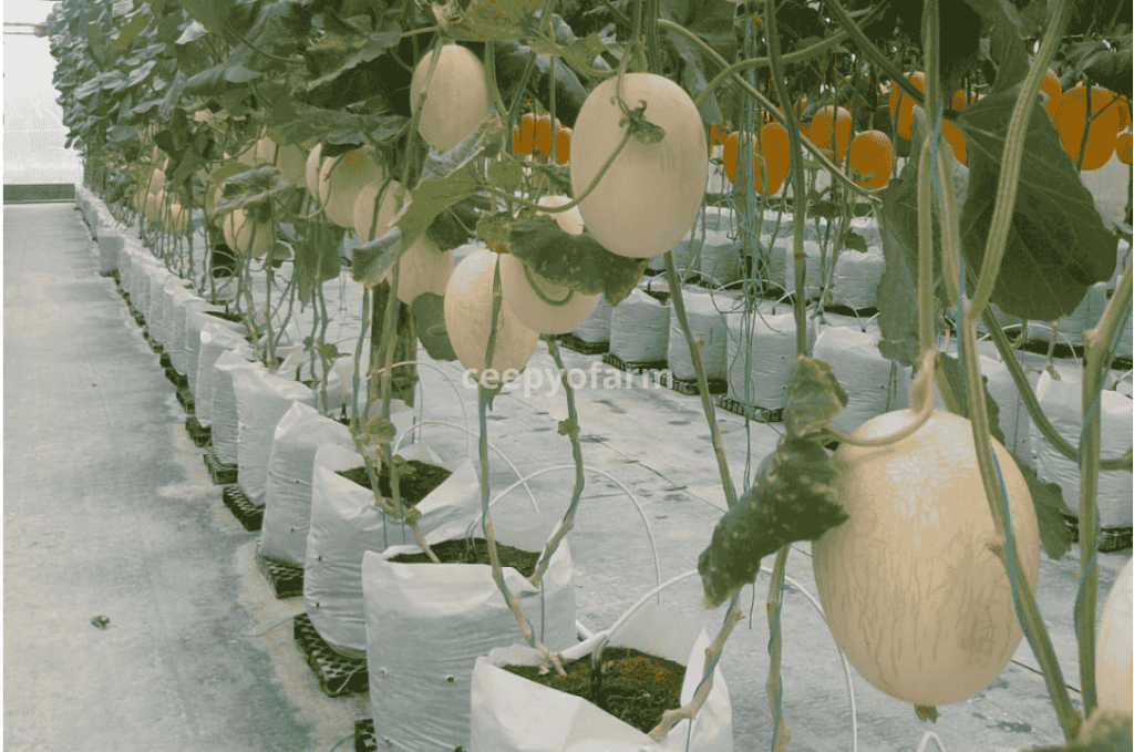 harga melon premium Lamongan