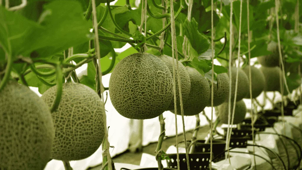 harga melon premium Tulungagung