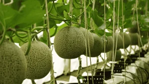 harga melon premium Tulungagung