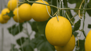 harga melon premium Kediri