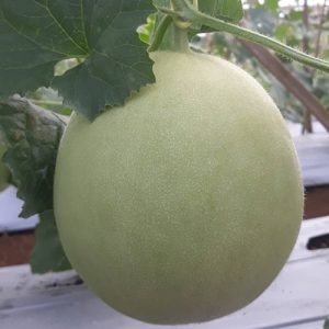 Harga melon premium Probolinggo