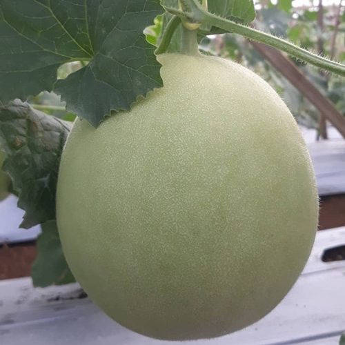 Harga melon premium Probolinggo
