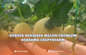 Kursus Budidaya Melon Premium Bersama CeePyoFarm