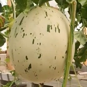 harga melon premium sidoarjo