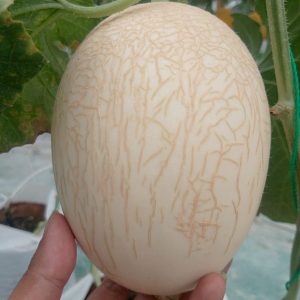 Harga melon premium Mojokerto