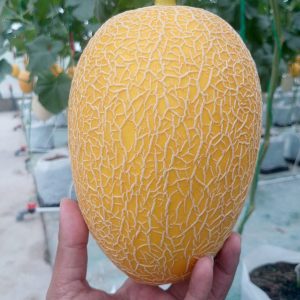harga melon premium malang