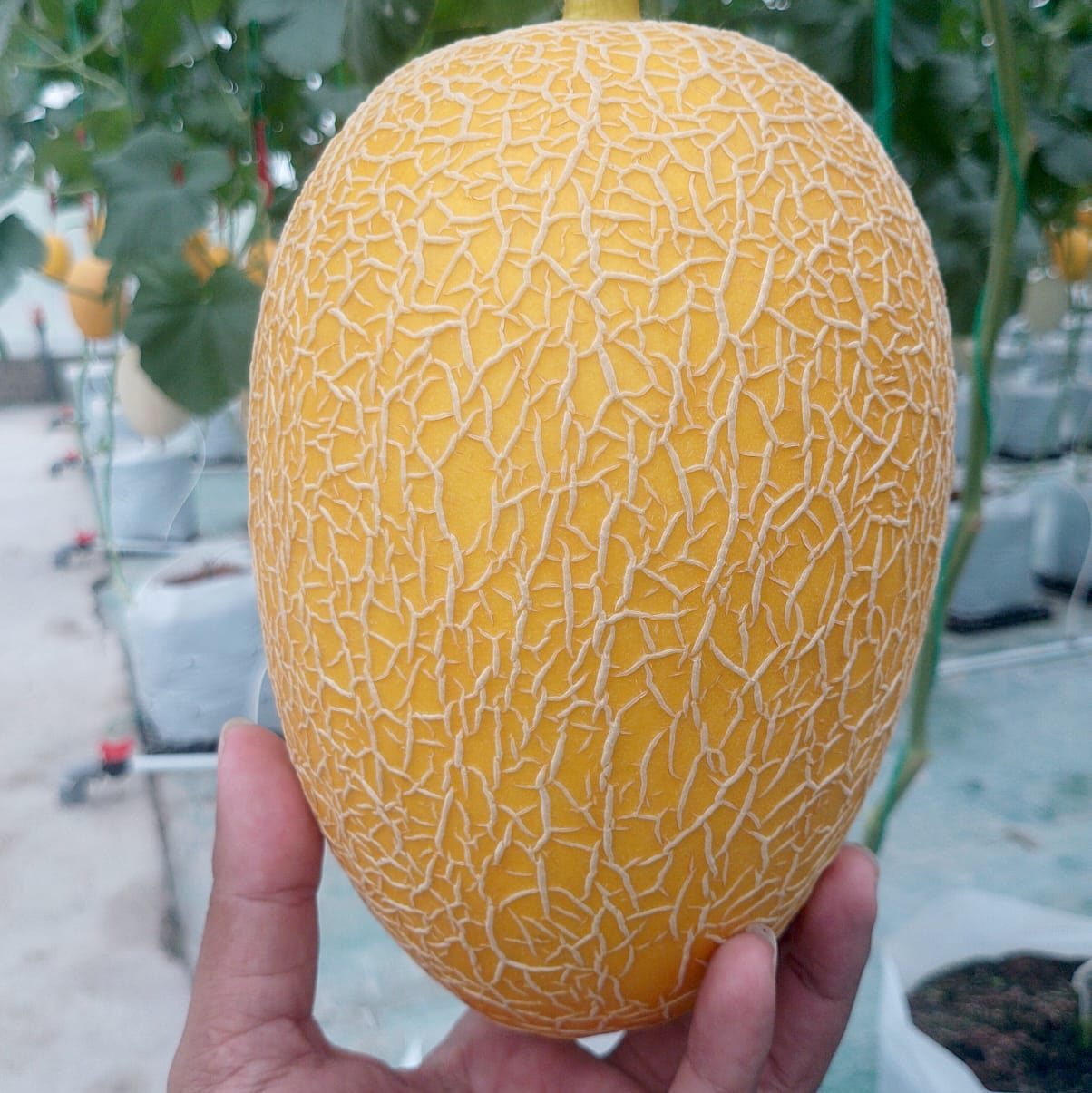 harga melon premium malang