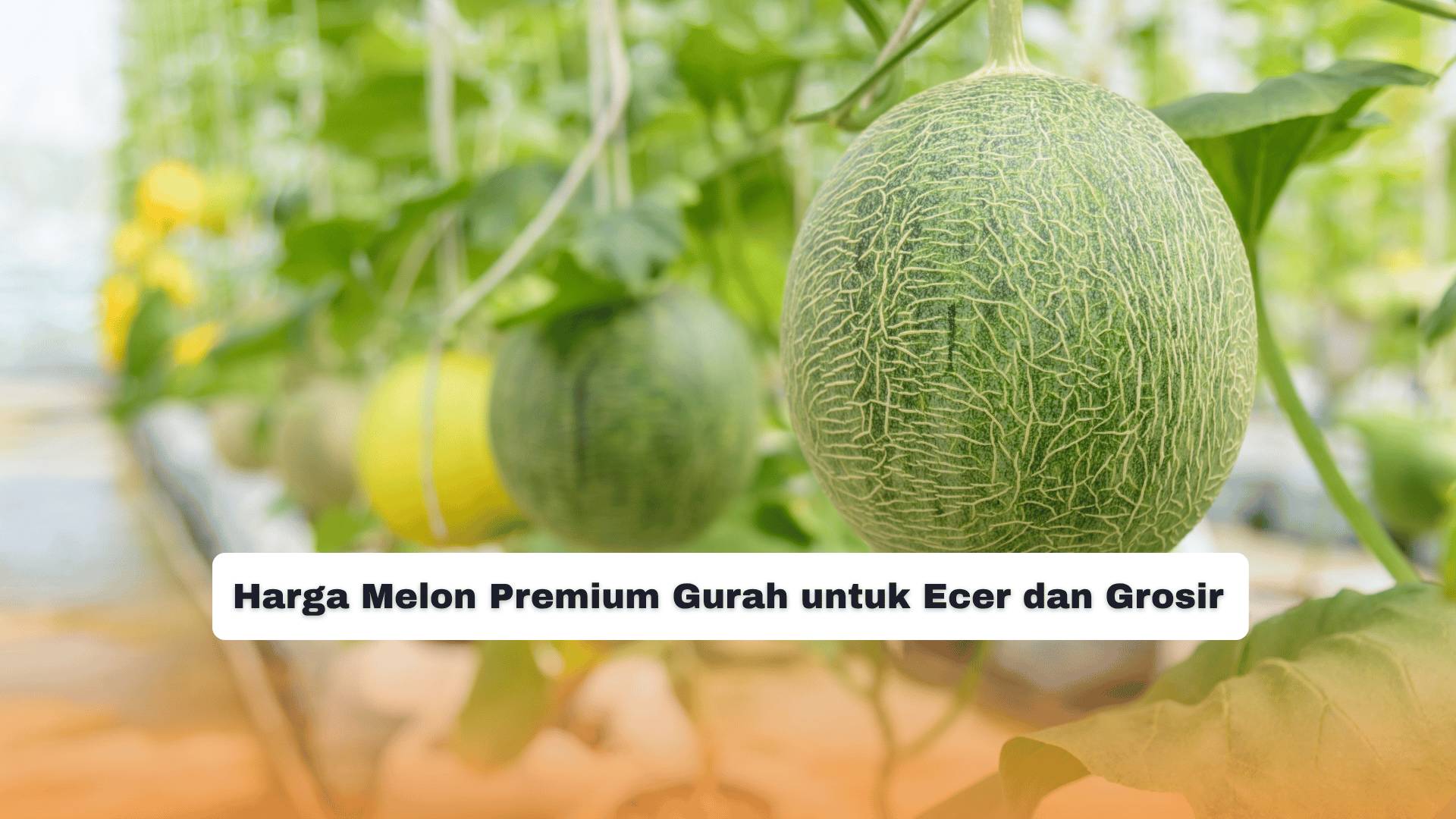 Harga Melon Premium Gurah untuk Ecer dan Grosir