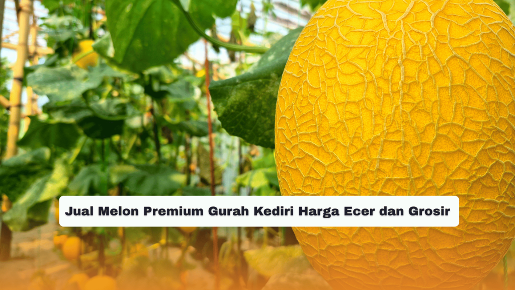 Jual Melon Premium Gurah Kediri Harga Ecer dan Grosir