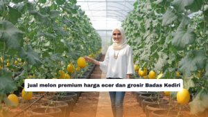 jual melon premium harga ecer dan grosir Badas Kediri