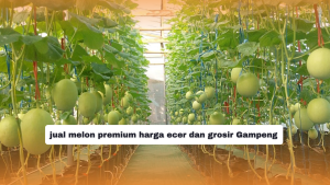 jual melon premium harga ecer dan grosir Gampeng