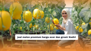 jual melon premium harga ecer dan grosir Kediri (1)